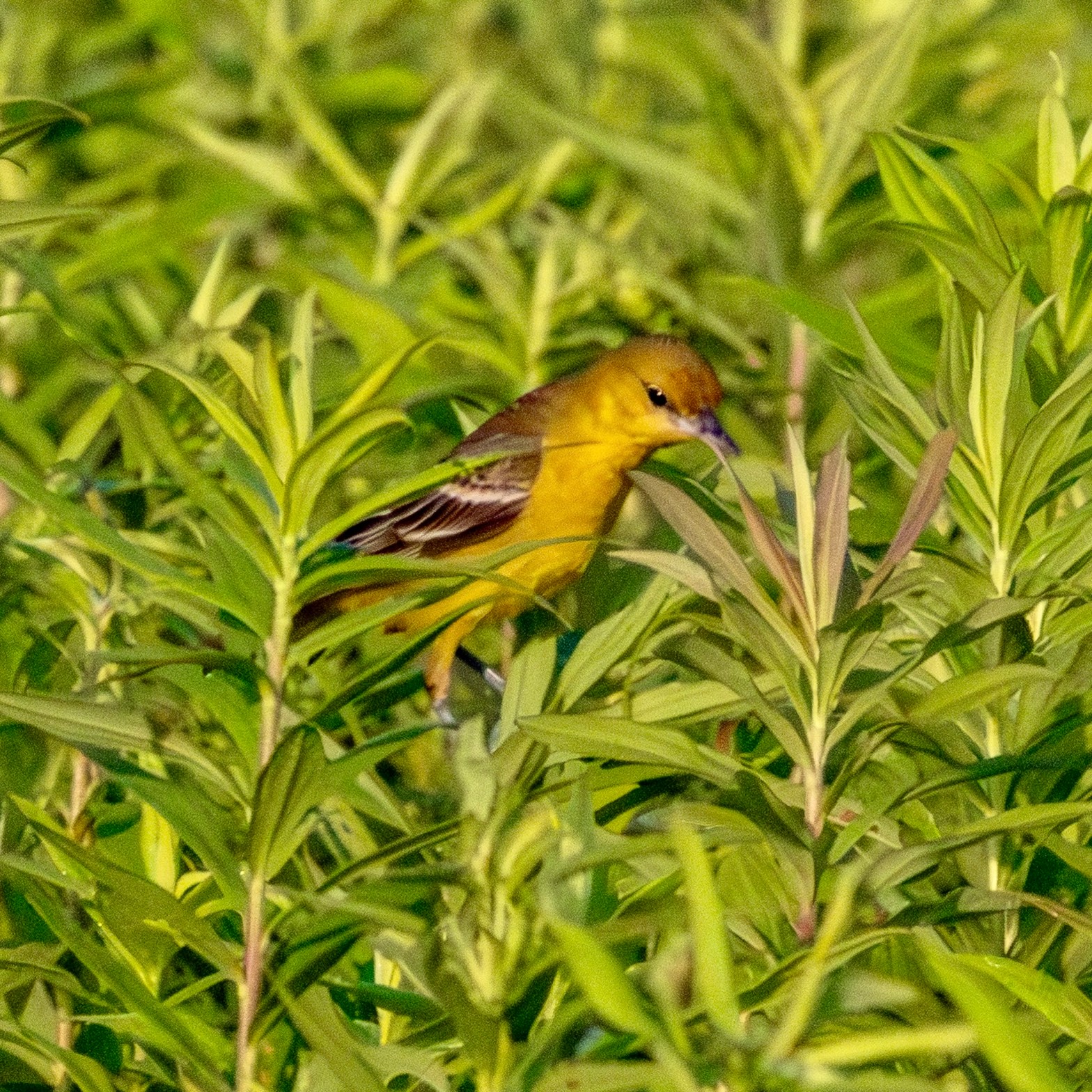 A female orchard oriole perches in tall green grasses.
