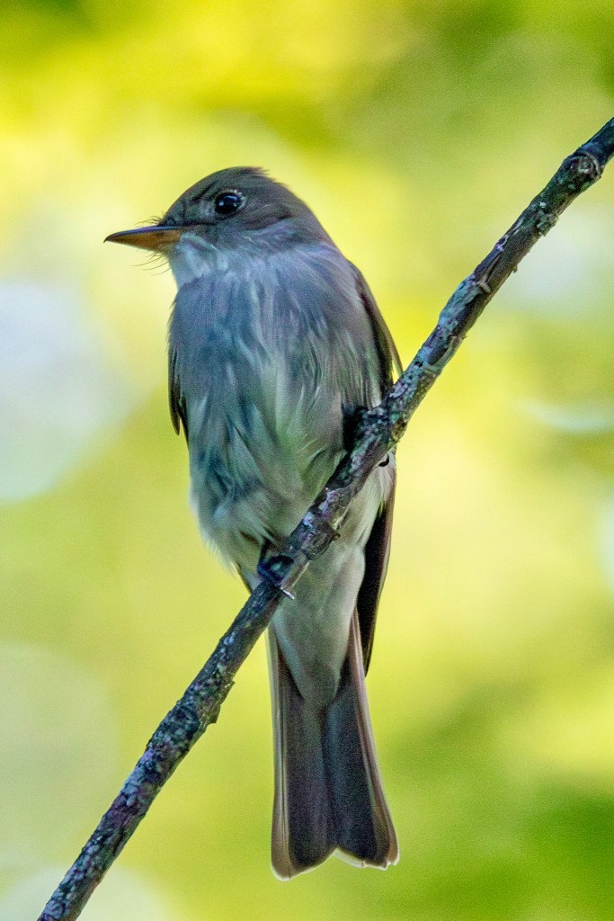Eastern wood-pewee perched upright on a diagonal branch, with dark green foliage in the background.