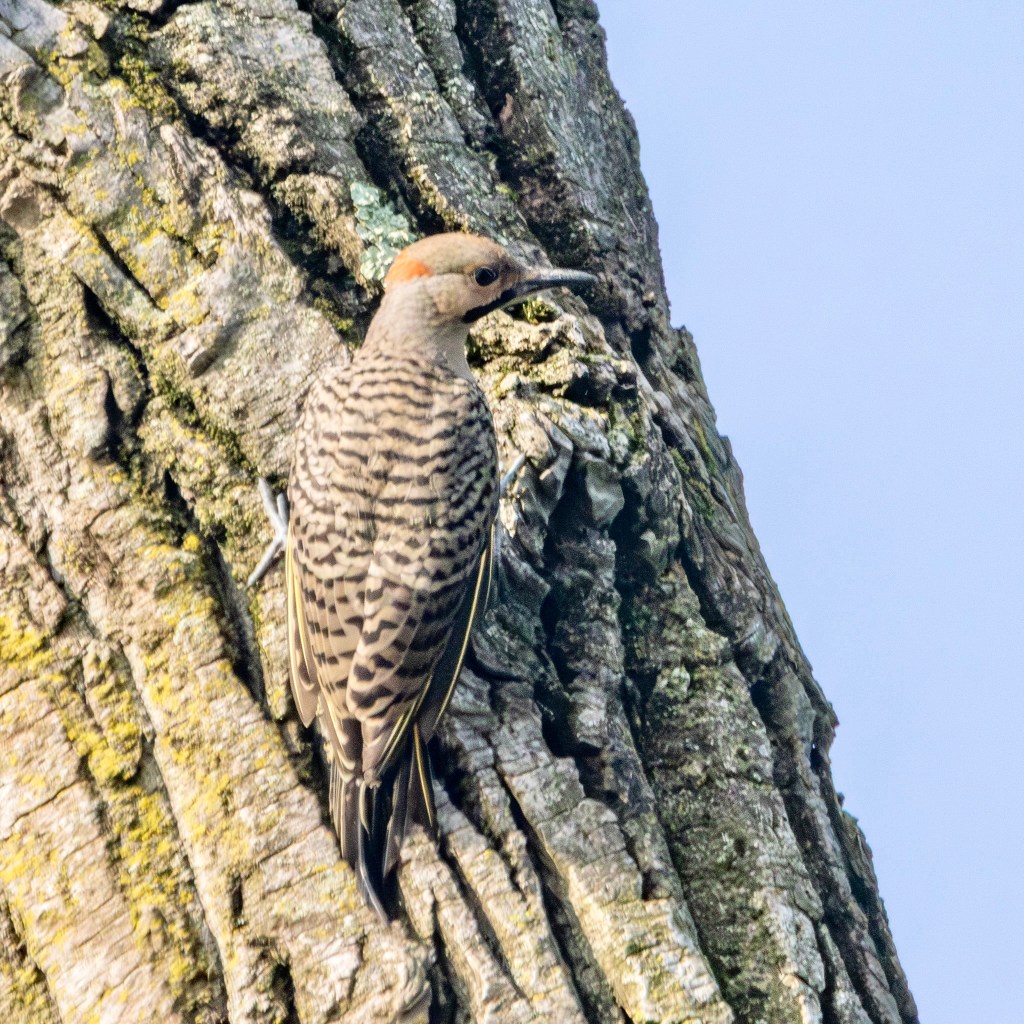 A Northern flicker clings to the side of a tree with deep grooves of bark.