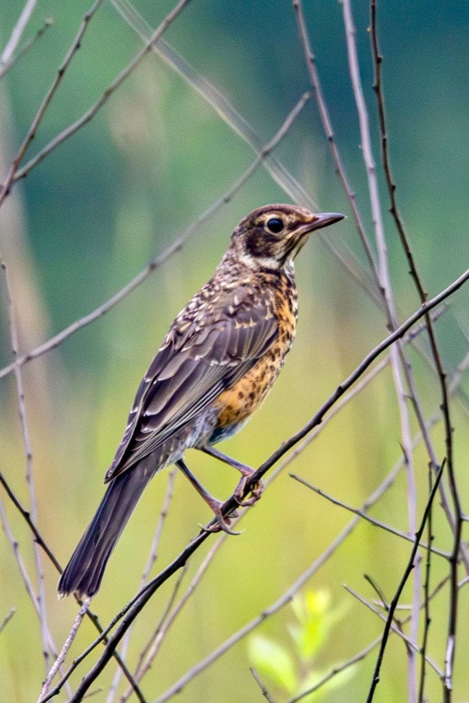 Juvenile American robin perched on a slim tree branch, its speckled chest plainly seen.
