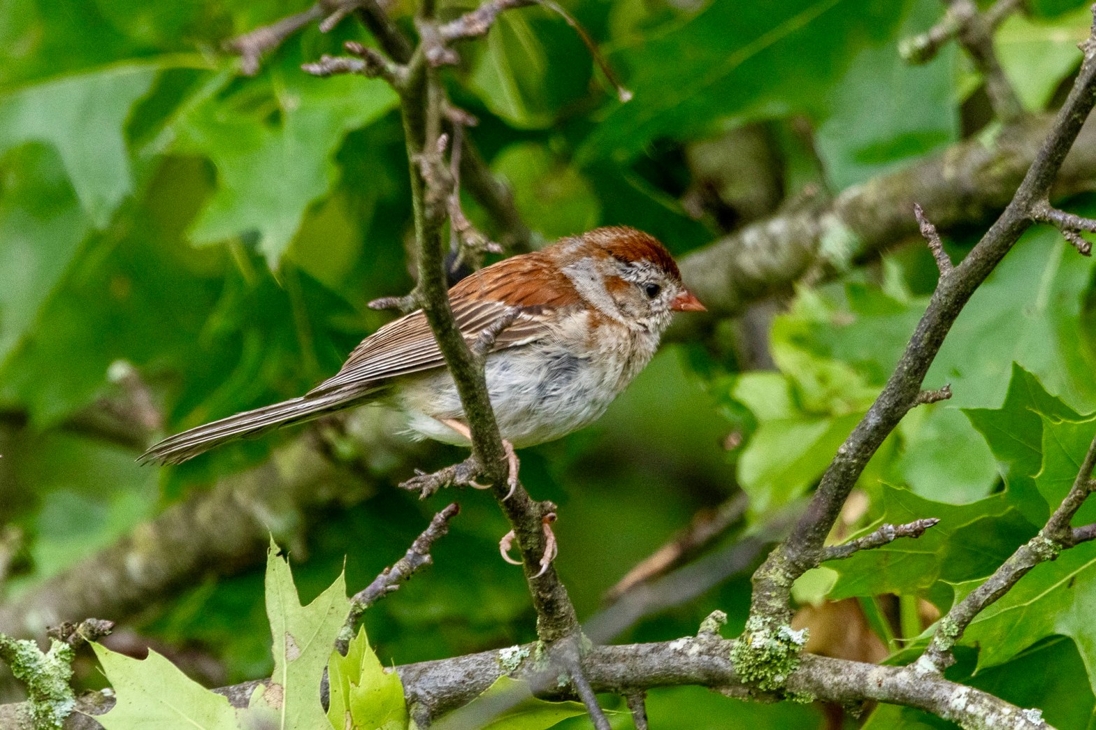 Field sparrow sitting on a tree branch, with green foliage behind it.