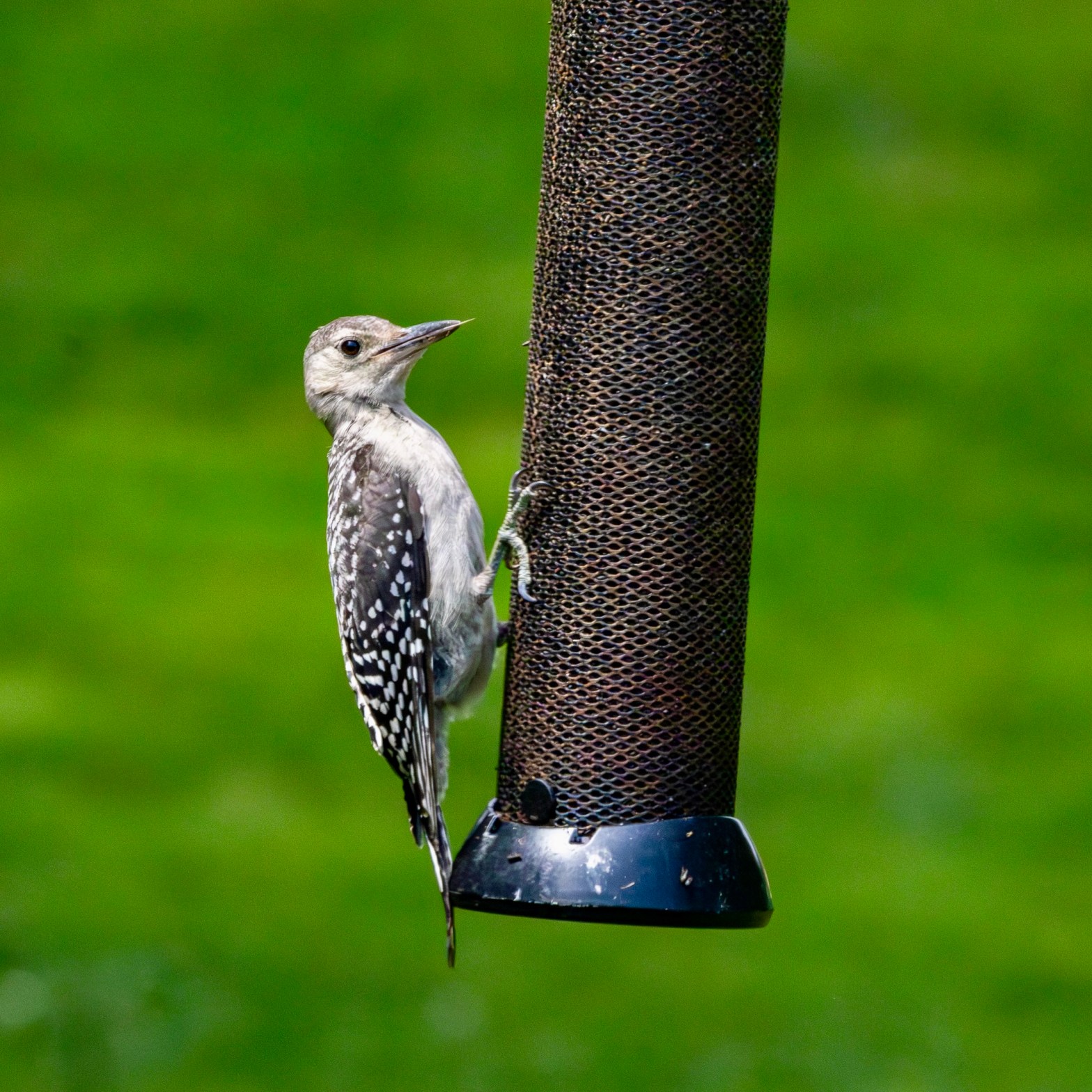 Pale-looking hairy woodpecker clinging to a feeder.