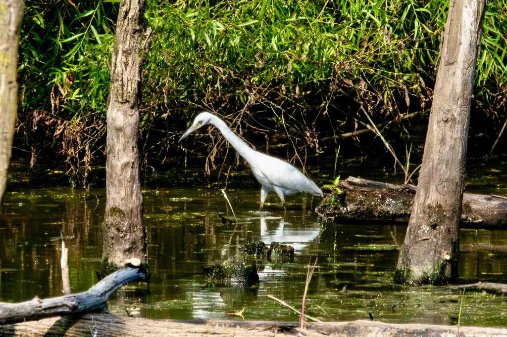 Little blue heron strutting through the swamp.