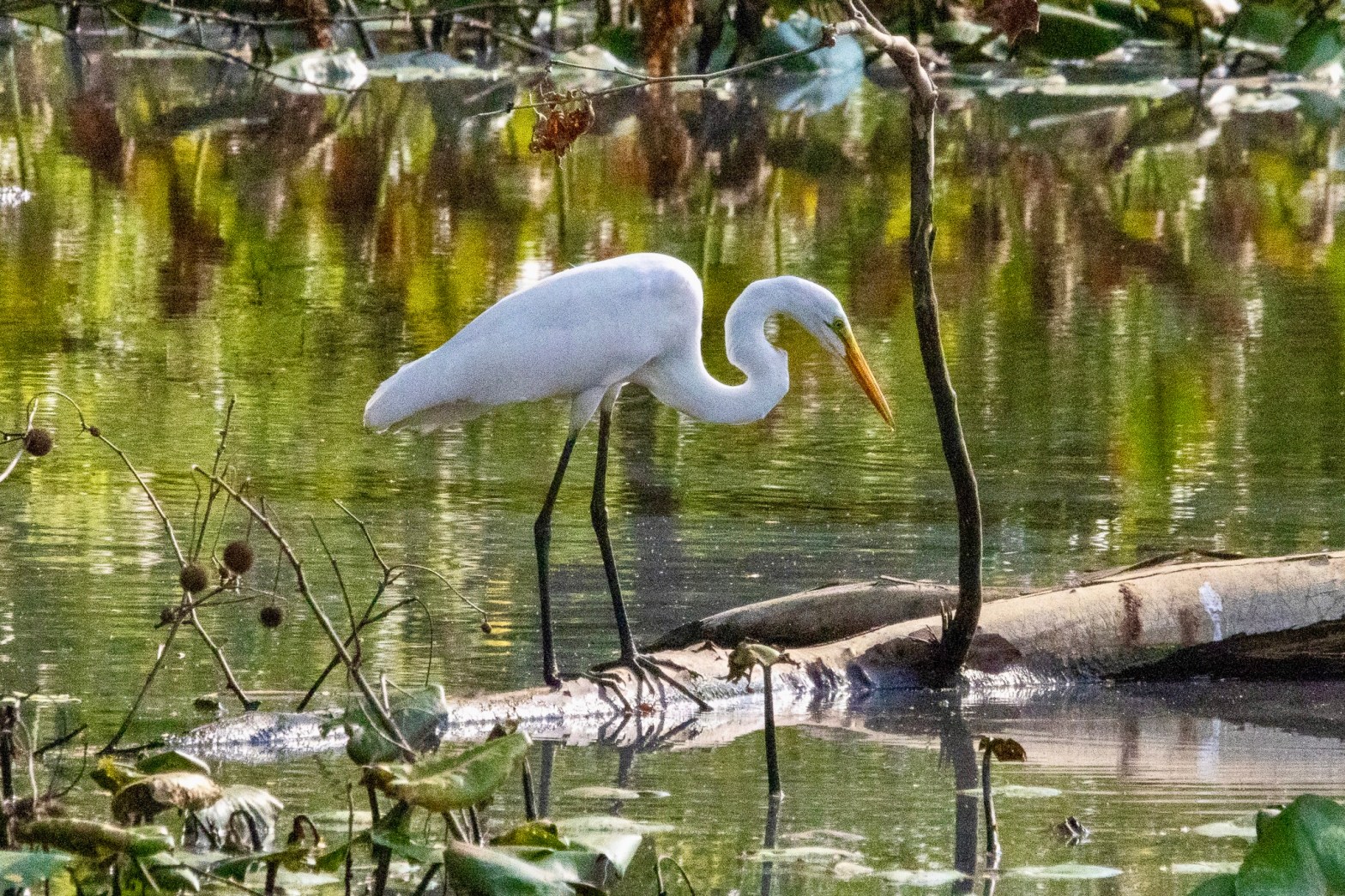 A great egret stands on a log in a pond, looking into the water for something to eat.
