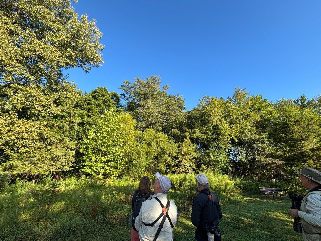 Four birders looking up into the trees.