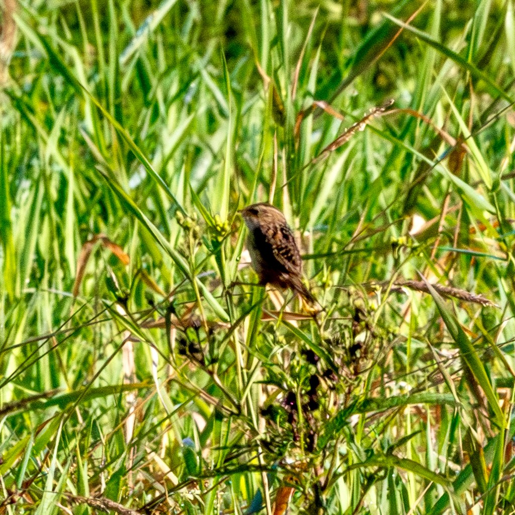 Sedge wren in profile, perched in a field of green and brown grasses.