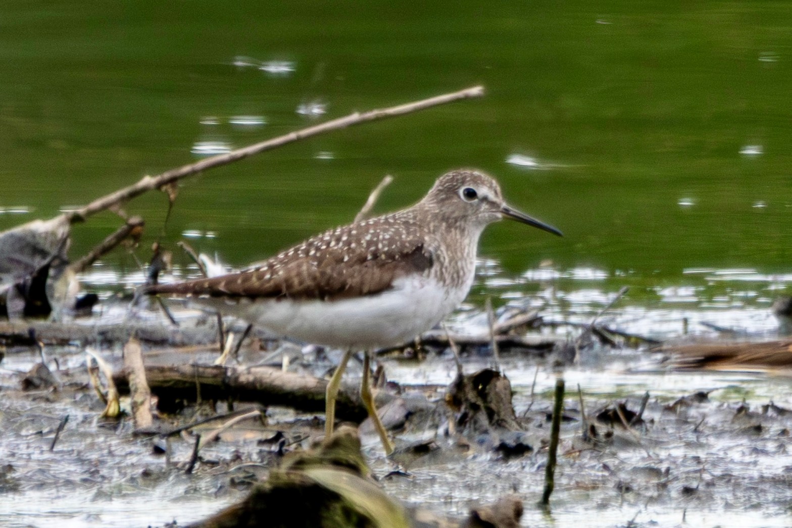 A solitary sandpiper stands on a mud bank, with greenish water in the background.