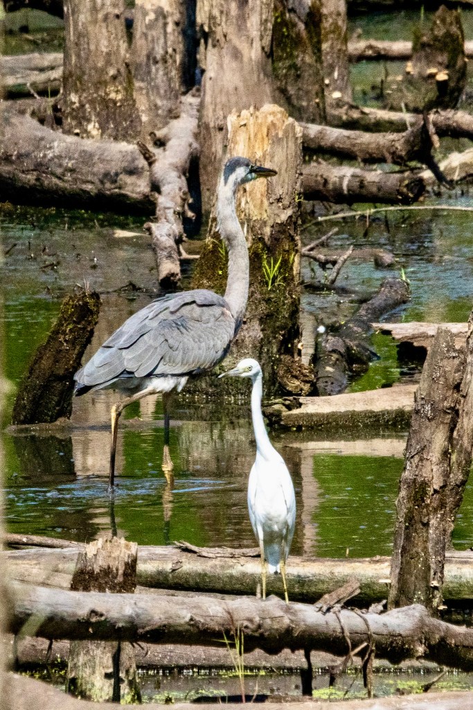 A great blue heron treads in the swamp water at rear while a little blue heron stands on a fallen log in foreground.