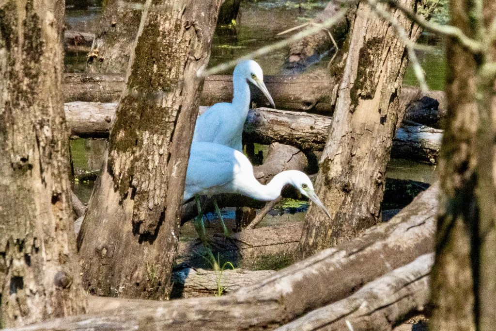 Two little blue herons point their beaks while they explore between dead trees in the swamps. Parts of their bodies are in shadow.