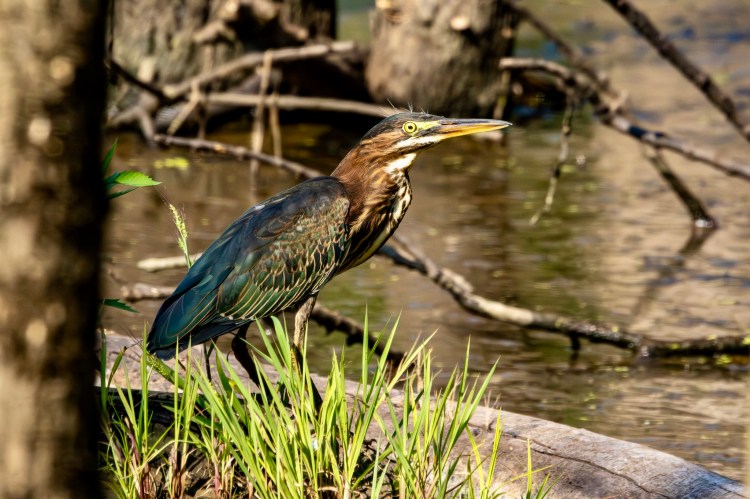 A green heron, feet obscured by grasses, stands on a downed log in a swamp.