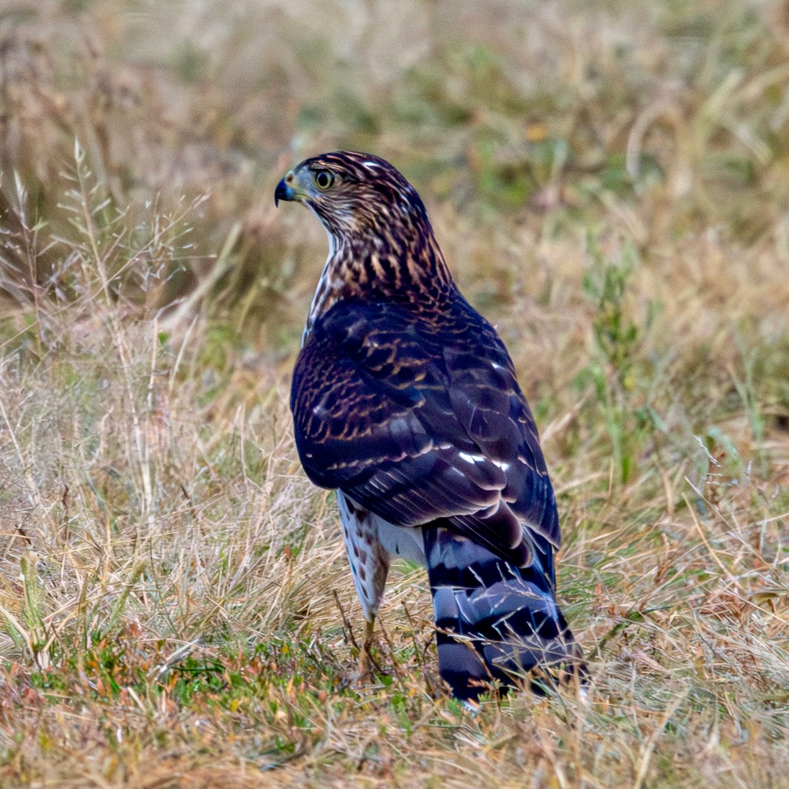A Cooper's hawk stands in grass on a trail, turning its head slightly to the left.