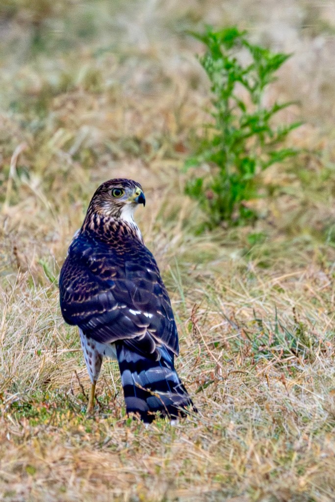 A Cooper's hawk looks back over its right shoulder while standing on a grassy trail. A small green weed is in the background.