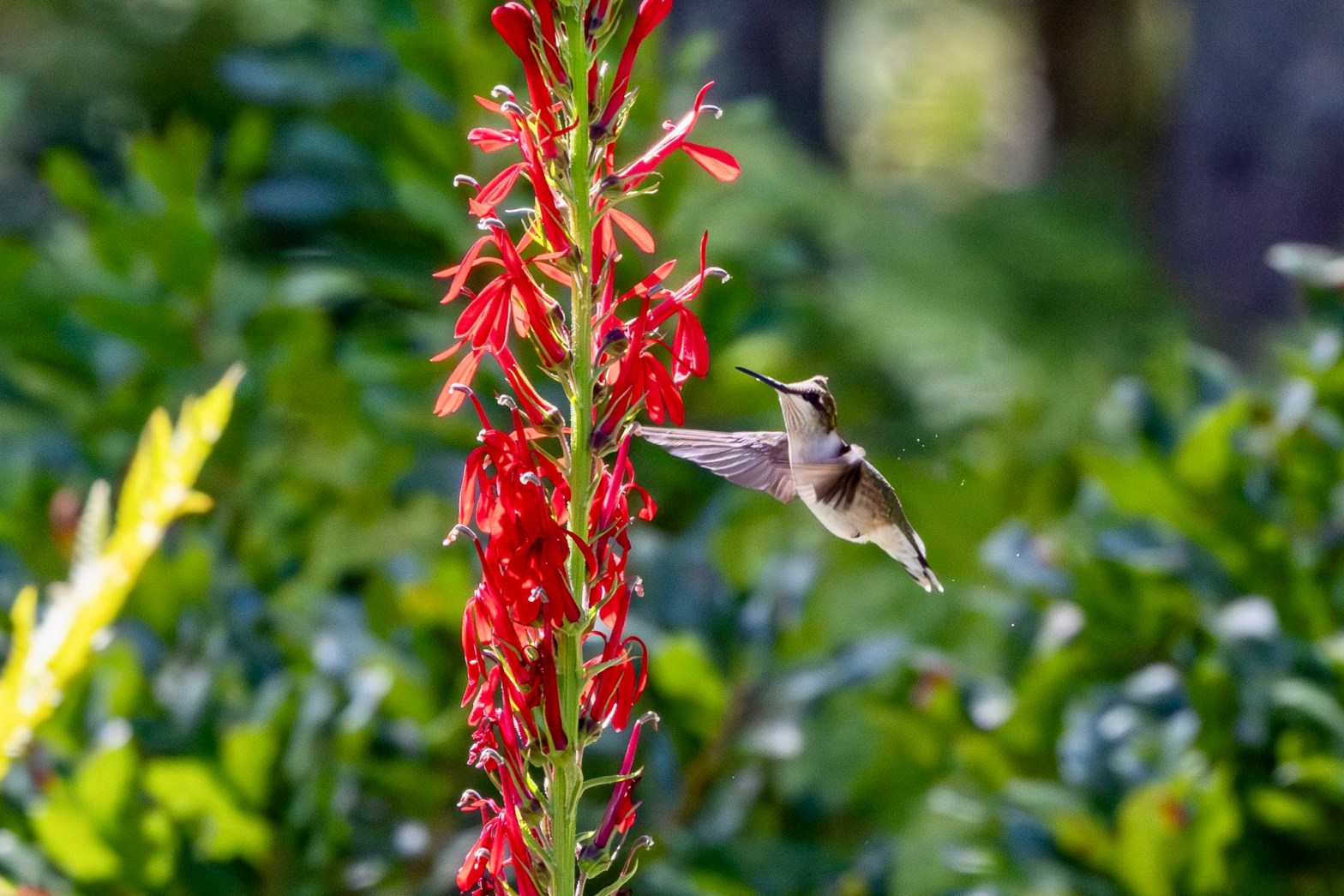 A ruby-throated hummingbird hovers just to the right of a tall stock of cardinal flower, with bright red blossoms.