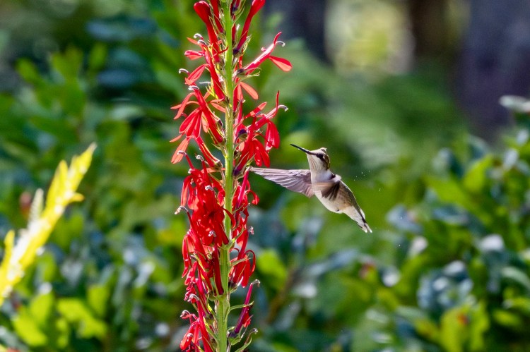 A ruby-throated hummingbird hovers just to the right of a tall stock of cardinal flower, with bright red blossoms.