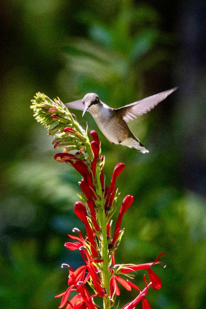 A hummingbird hovers just above the top of a stalk of cardinal flowers, poised to poke its long beak into one of the blossoms.