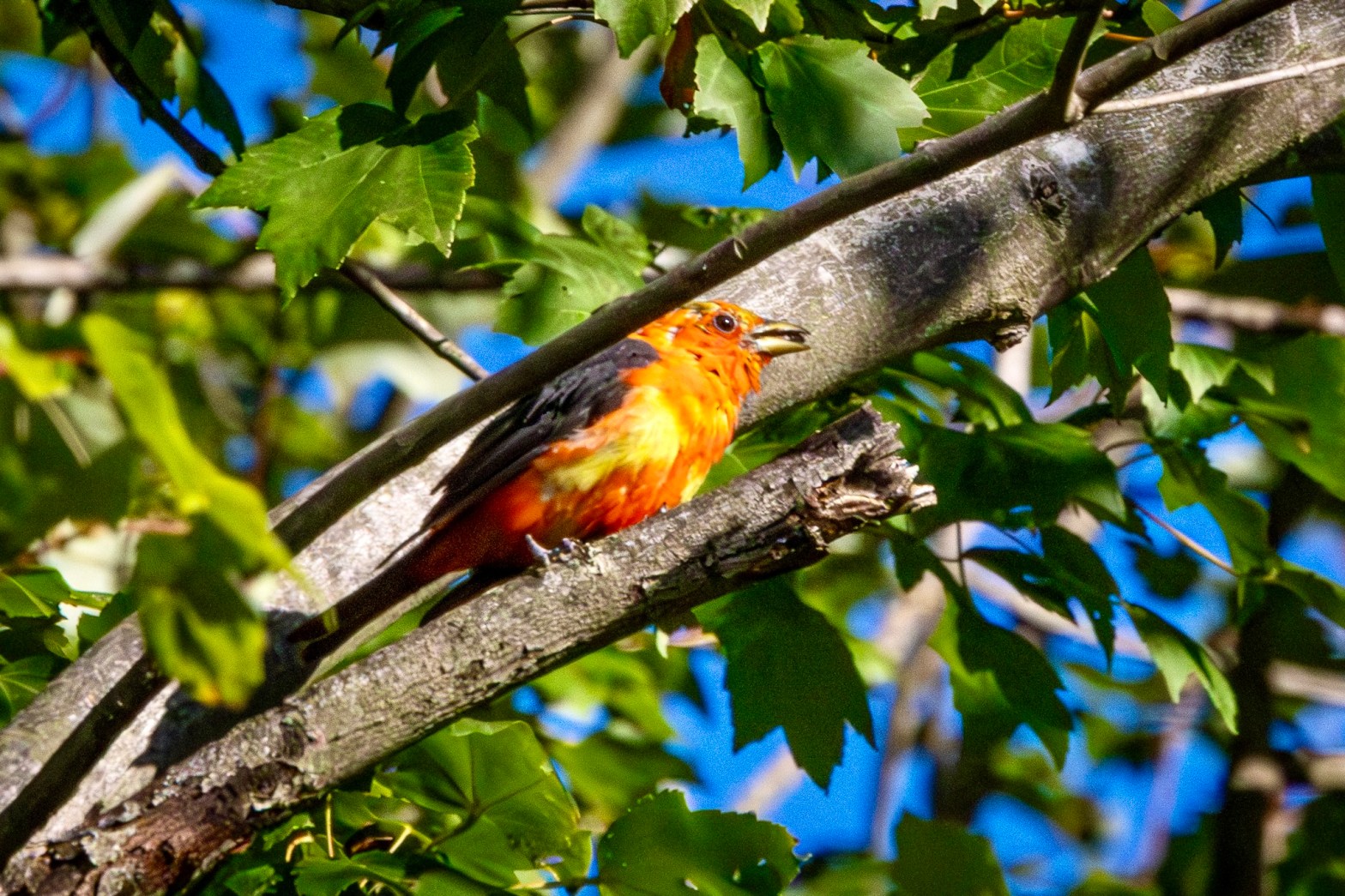 A male scarlet tanager perches on a tree branch. The bird has black wings and a scarlet body with a patch of yellow on its side.