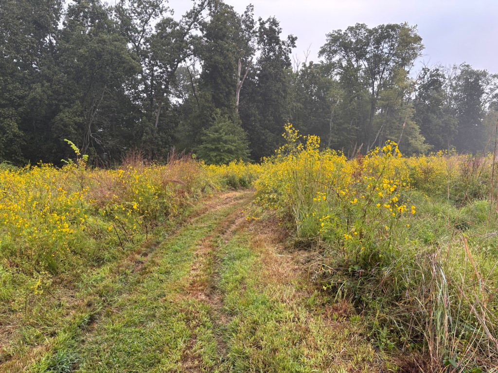 Trail showing tire tracks where the path had been recently mowed. The path curves to the right, bisecting fields of tall yellow wildflowers and stalks of grass. A line of trees is in the background, along with a patch of cloudy blue sky.
