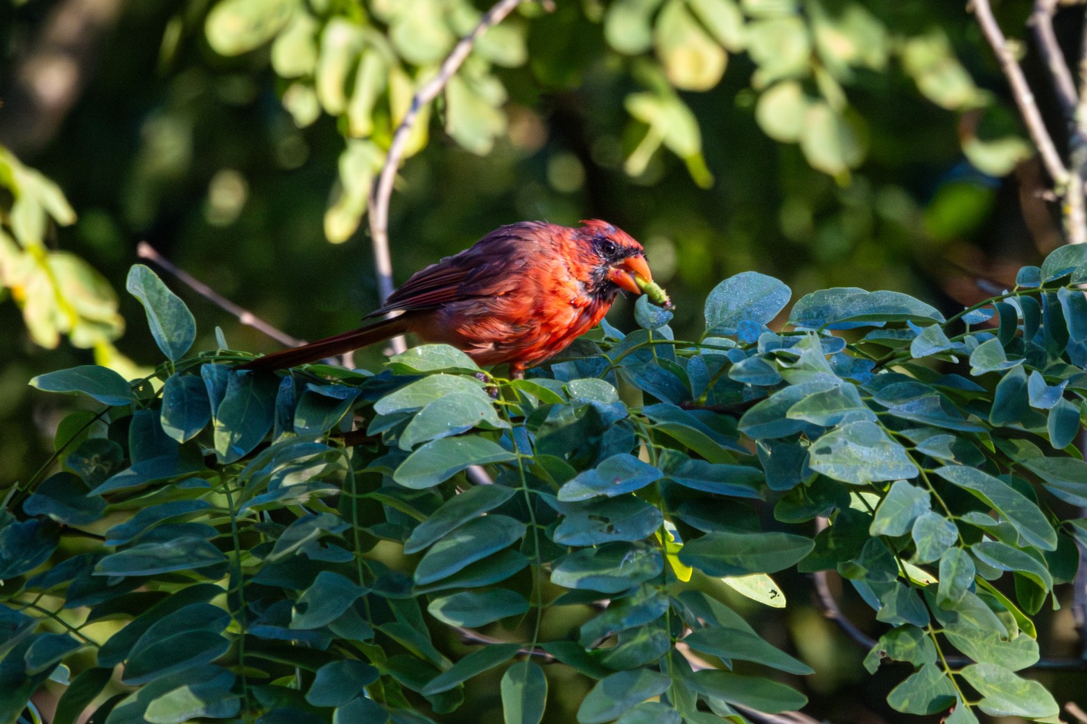 A Northern cardinal, deep red with some black streaks about its head for missing feathers, snacks on a rolled up leaf whiile perched on a tree branch.