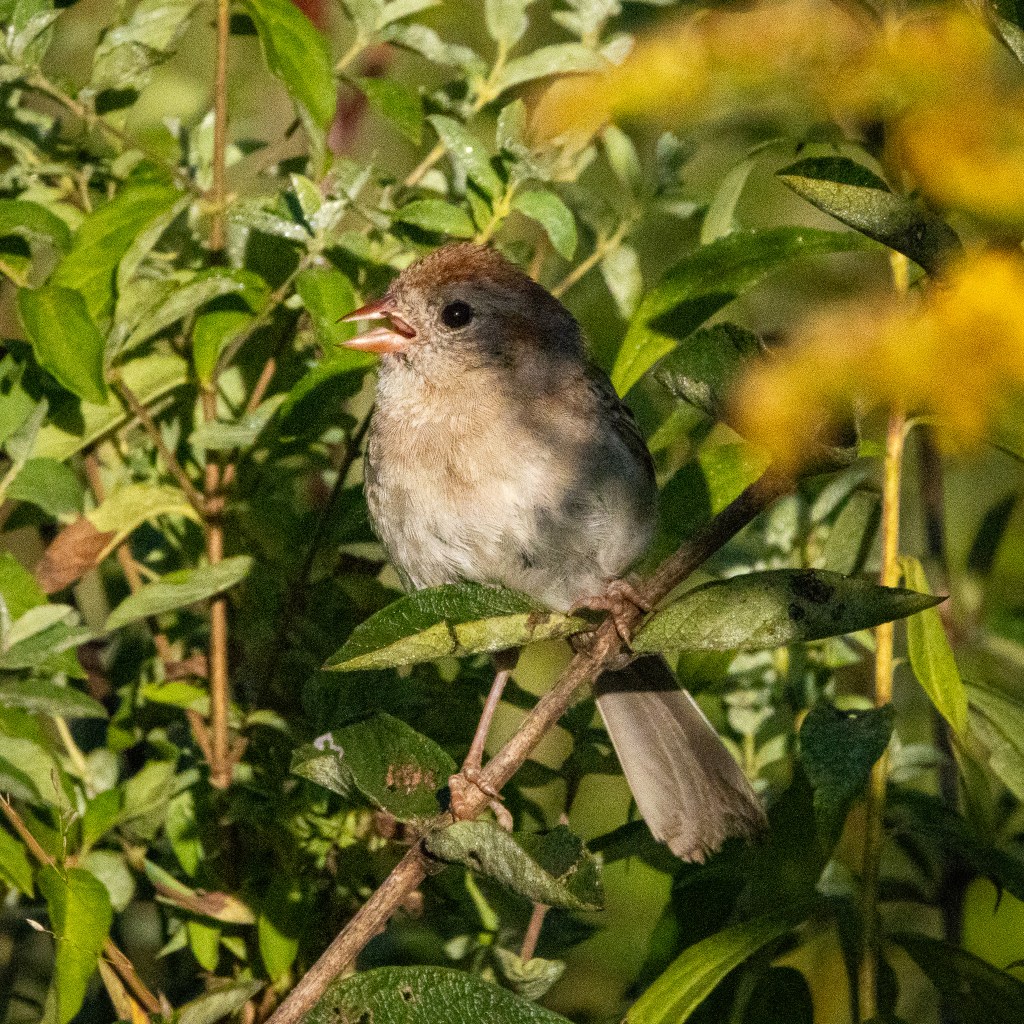 row, partly in shade from the green and yellow leaves framing it, opens its beak while perched on a stalk.