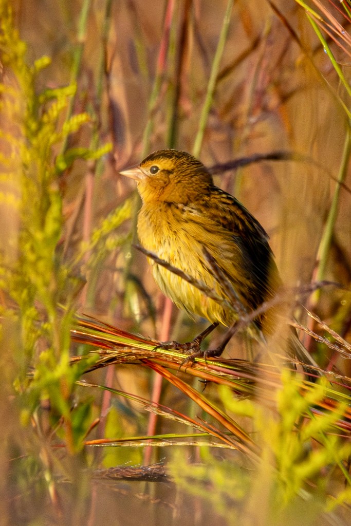 A bobolink perched on green and red grass stalks, its brown and yellow coat gleaming in warm morning sunshine.