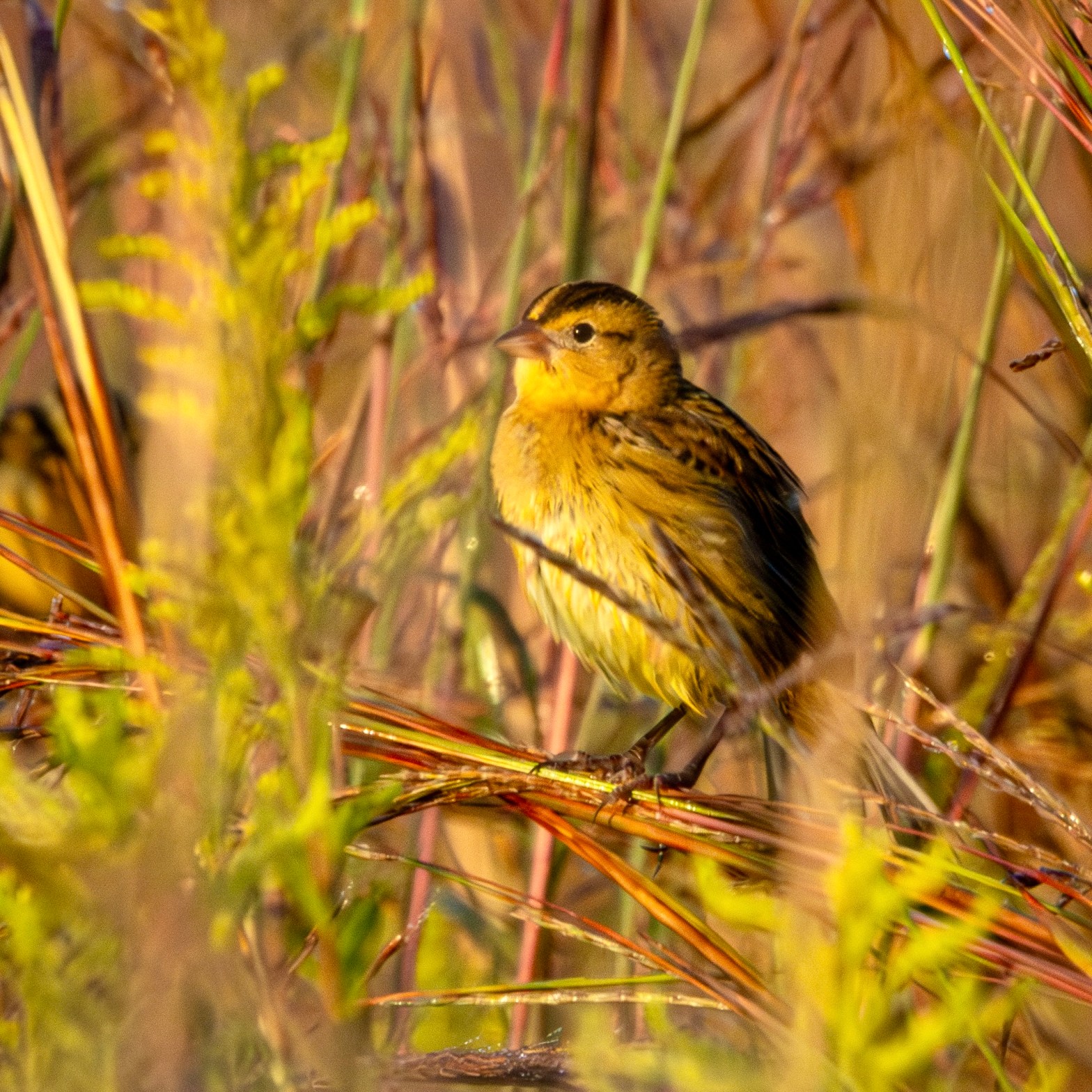 A bobolink clutches red and green grass stalks that bent under its weight.