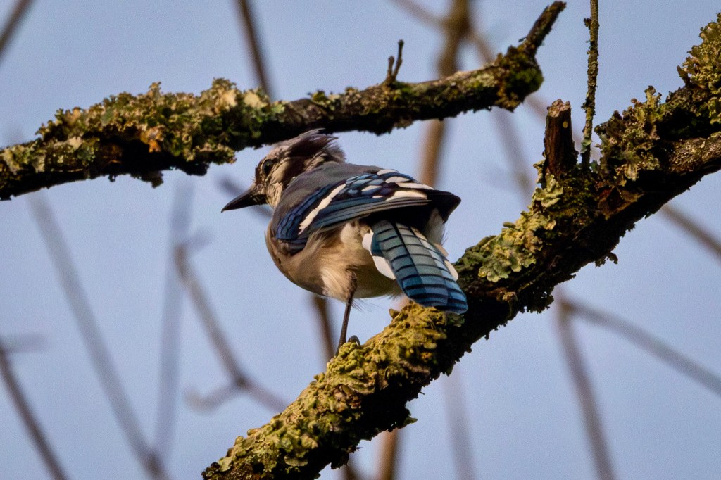 A blue jay perches on a bristly branch, it's tail pointing toward the photographer.