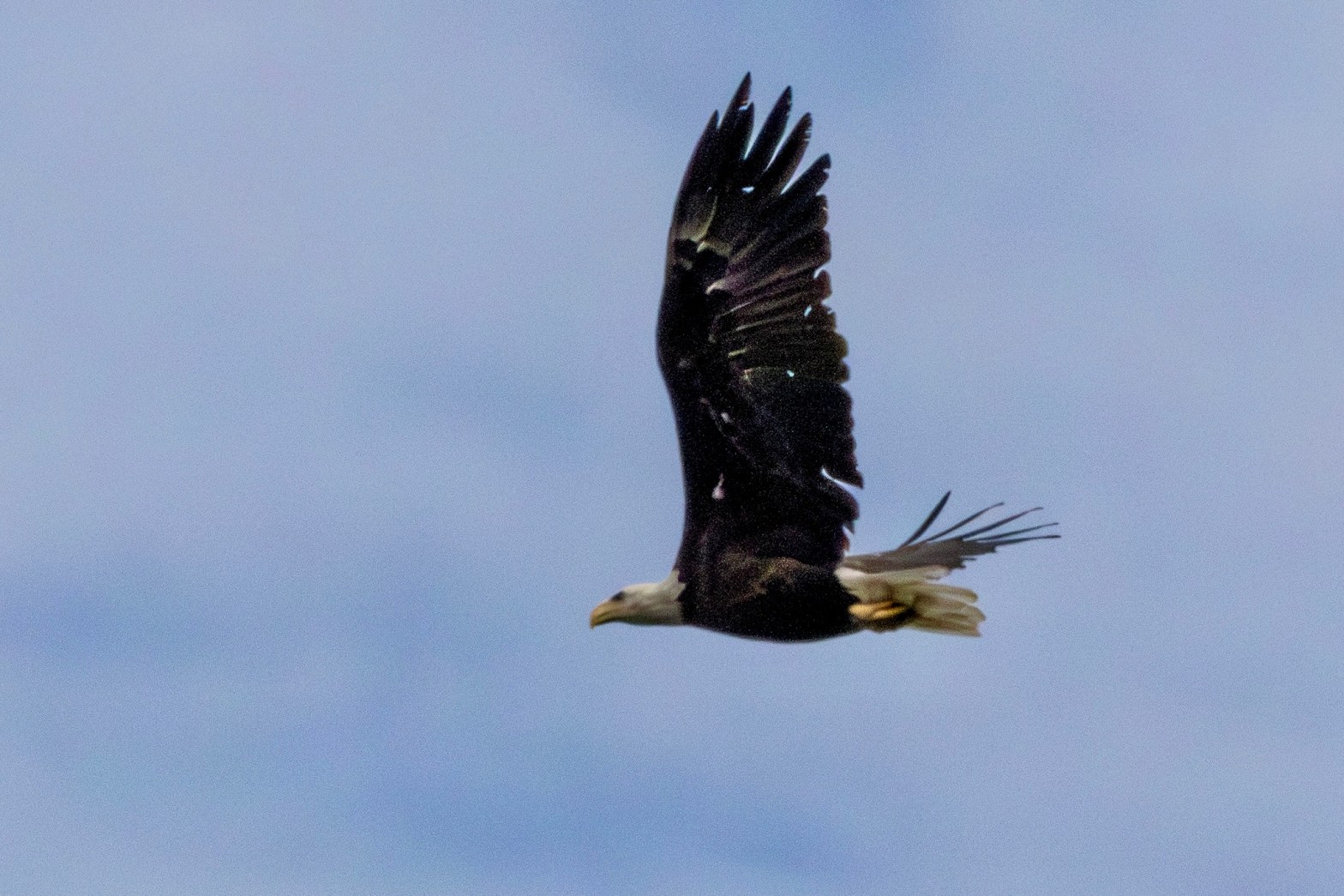 A bald eagle soars under a blue sky with thin white clouds.
