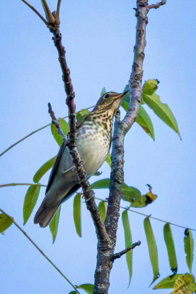 A Swainson's thrush extends its head while perched on a tree, wtih slender green branches behind it.