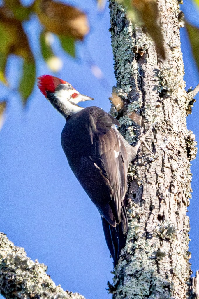 A pileated woodpecker looks at a spot on a tree, hoping to find a bug to eat.
