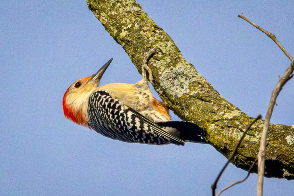 red-bellied woodpecker perched on the bottom of a tree branch.
