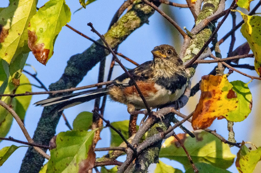 Eastern towhee looking out from tree branch, with green and orange-and-yellow-tinted leaves beside it.

