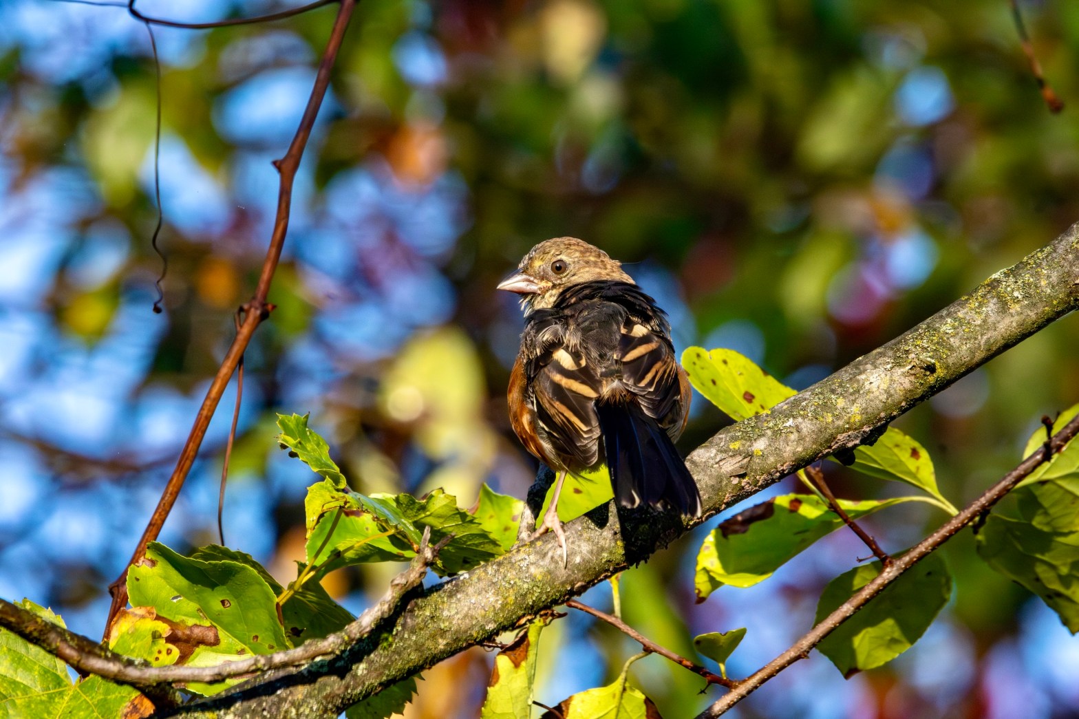 Eastern towhee sitting on a tree branch, turning its head to the left.
