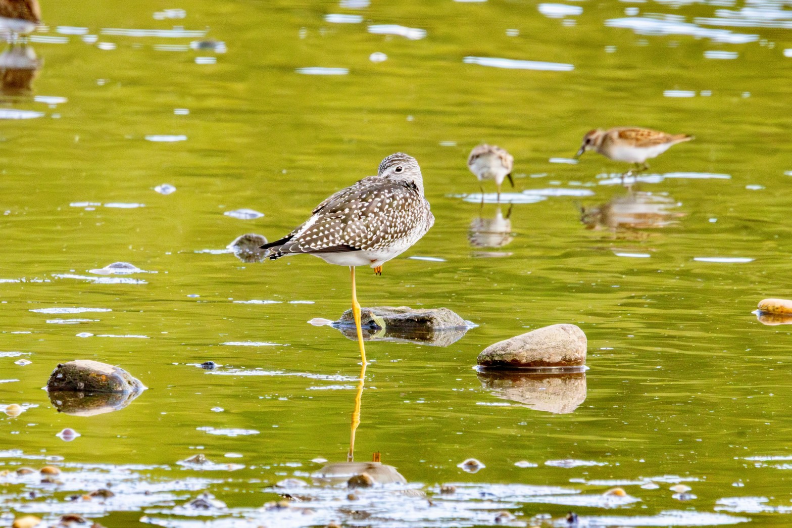 A greater yellowlegs stands in the shallow end of a lake on one leg, the other tucked under its body. The water is greenish. Two least sandpipers are in the background at right.