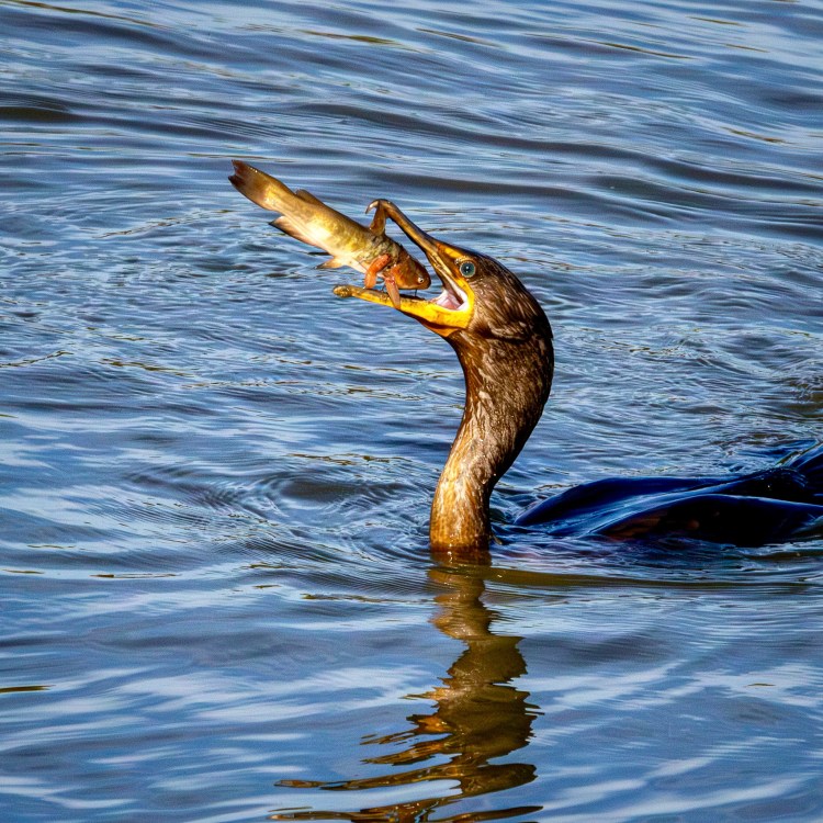 A double-crested cormorant on a lake grabs a fish in its beak. The fish's head is pointing directly at the bird's throat.