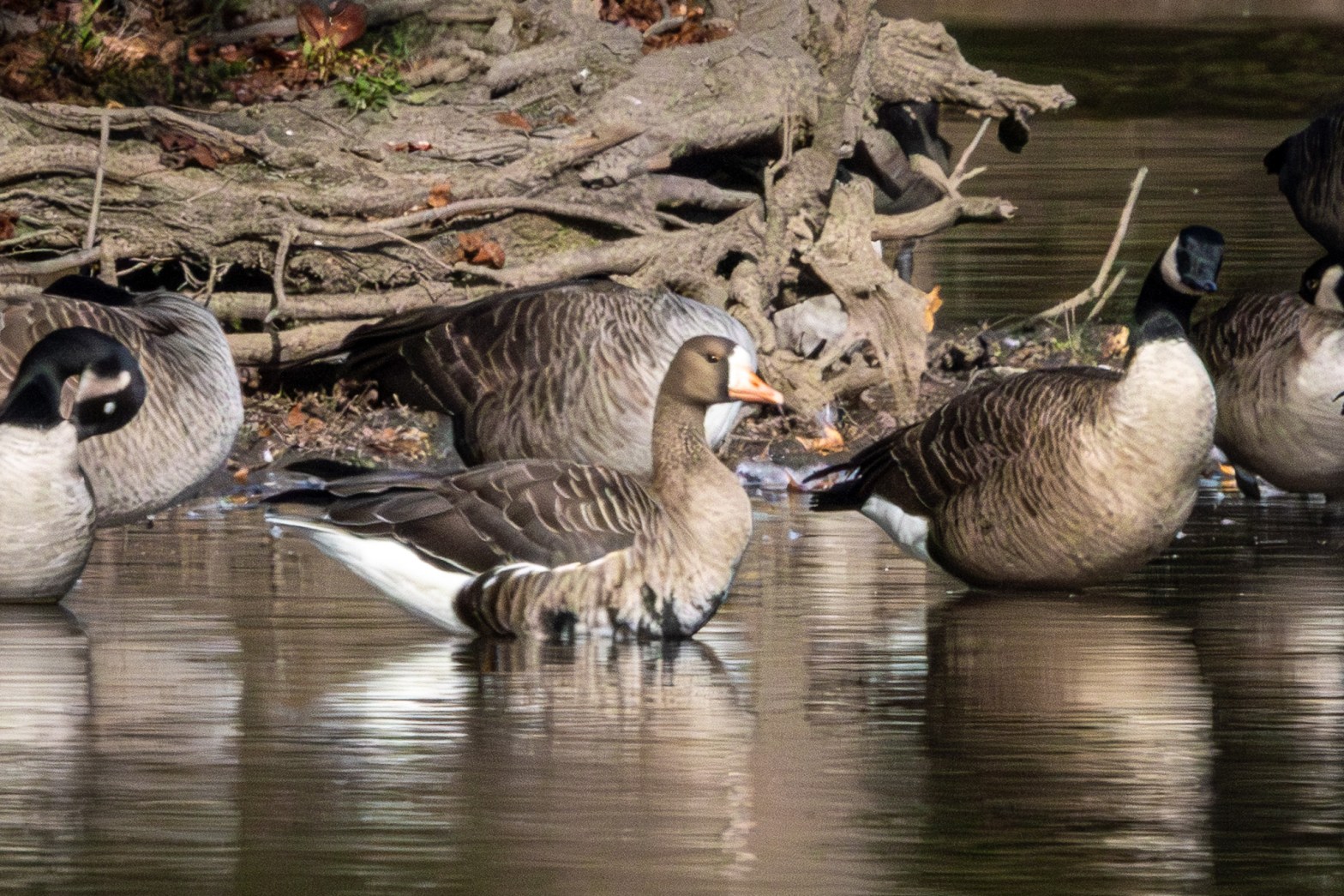 Greater white-fronted goose floating in a lake, with Canada geese nearby.