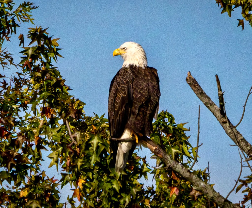 Bald eagle perched atop a tree, looking nearly 180 degrees to its back.