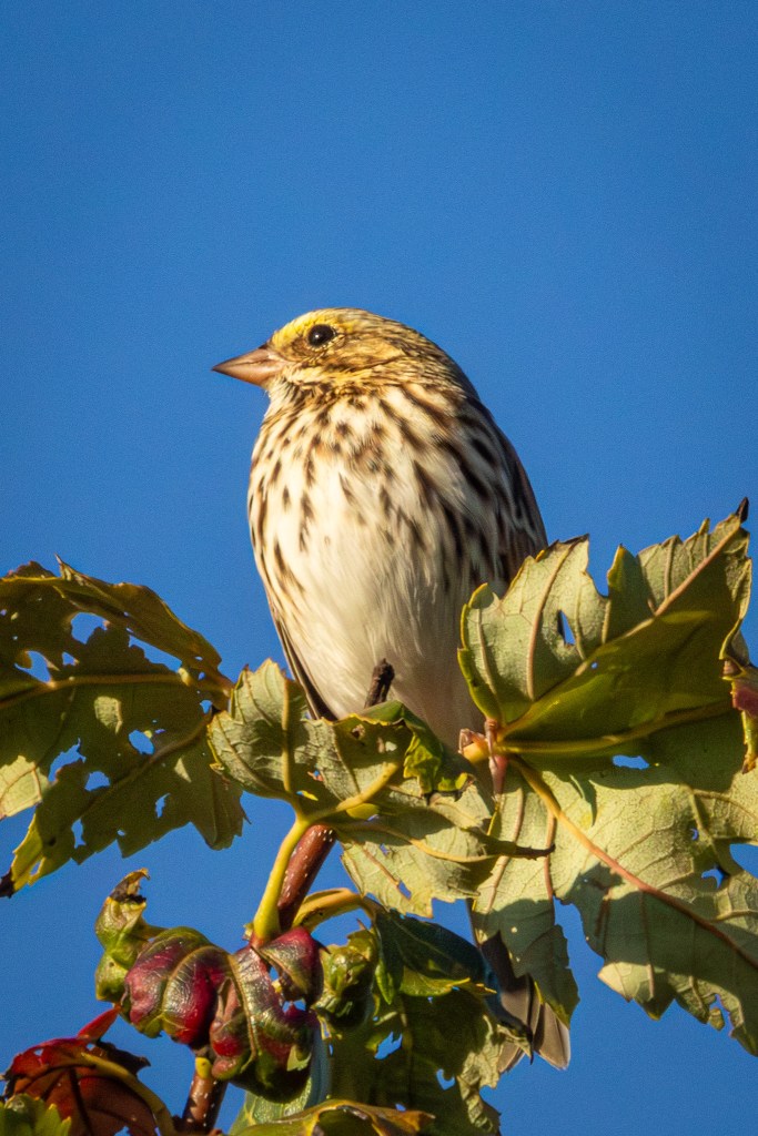 Savannah sparrow sitting atop a leafy tree.