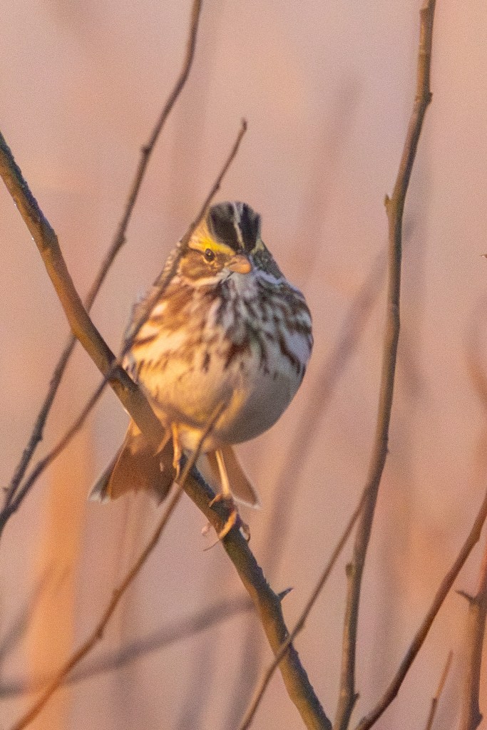 Savannah sparrow perched on a diagonal branch.
