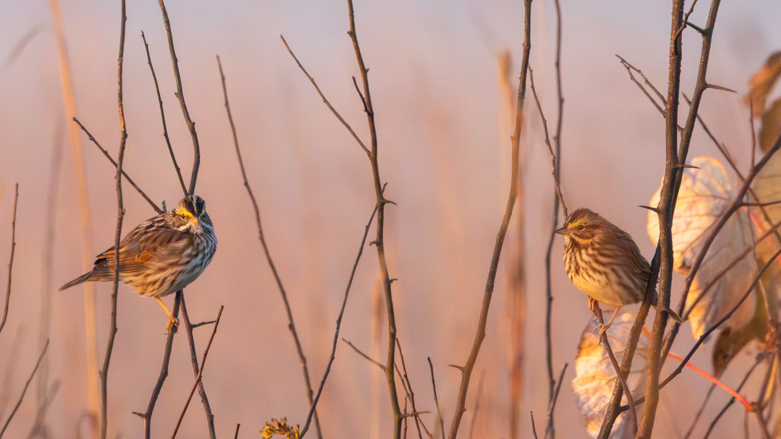 Two Savannah sparrows face one another in the tall grasses.