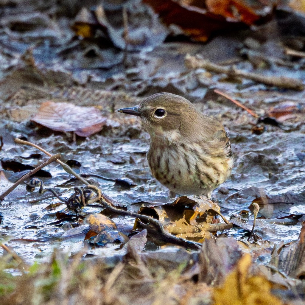 A yellow-rumped warbler standing on a leaf on muddy ground.