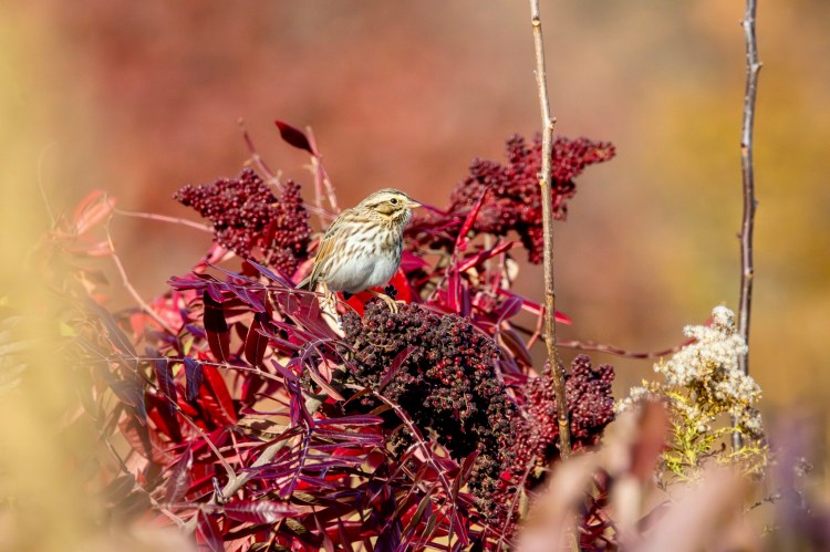 Savannah sparrow perched a cluster of red berries.