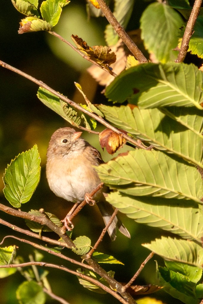 A field sparrow looks up while perced on a branch surrounded by green leaves.