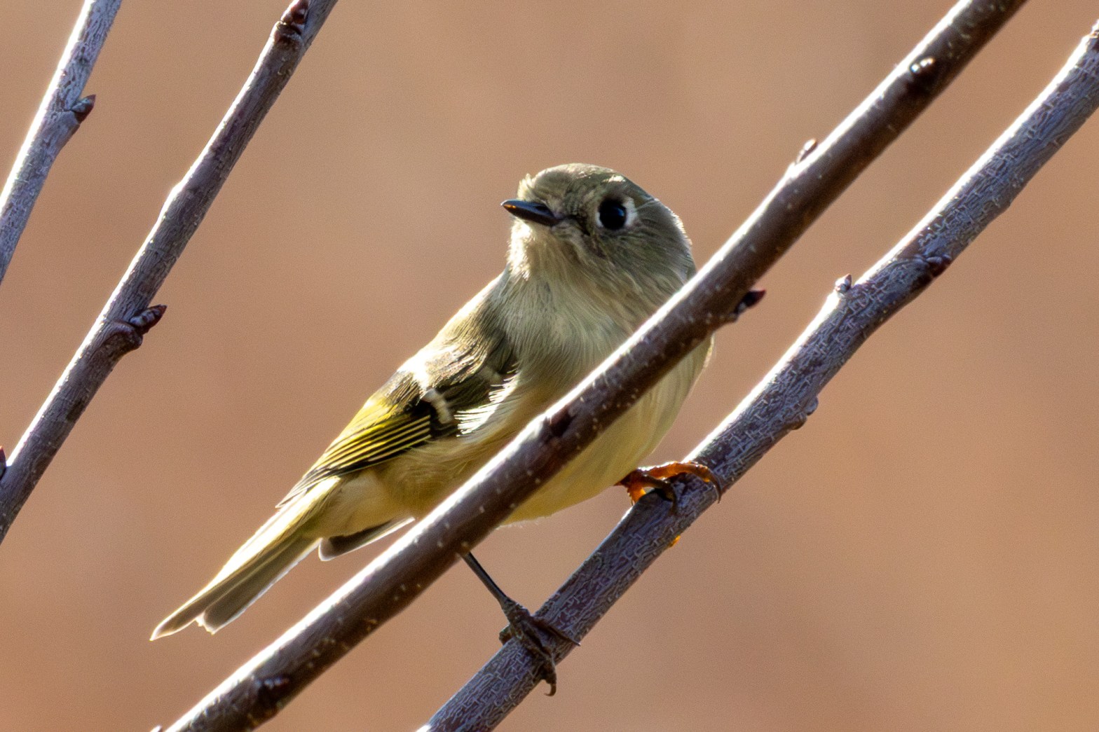 Ruby-crowned kinglet perched on one of two parallel tree branches.