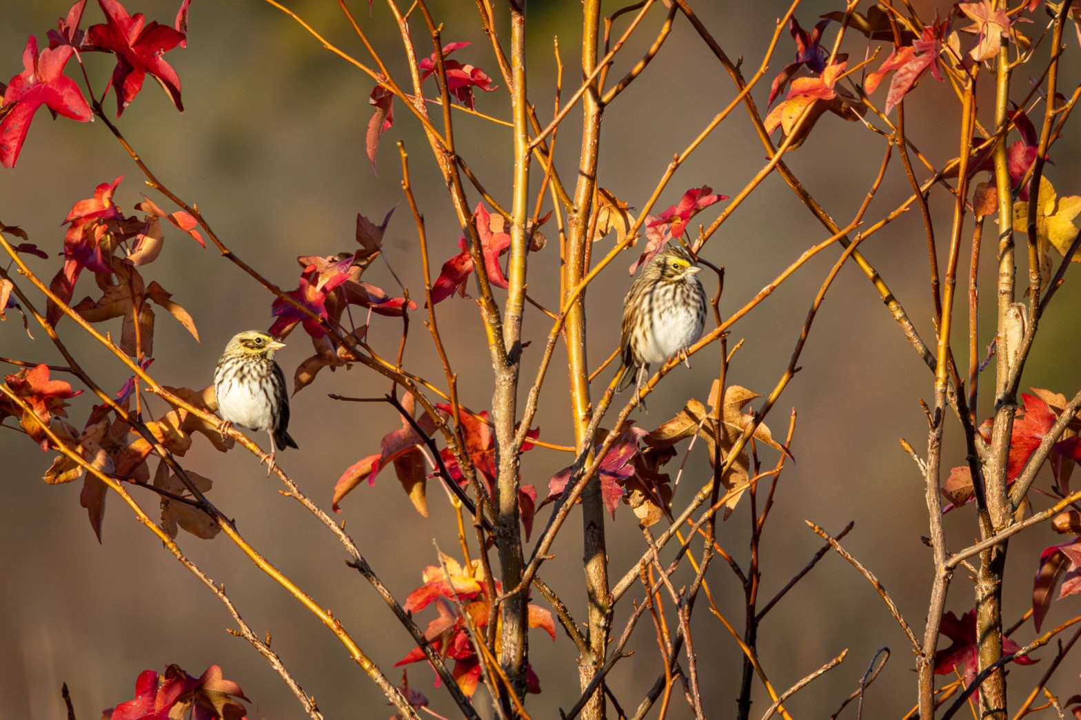 A pair of Savannah sparrows sit on different branches of a small tree with red leaves.