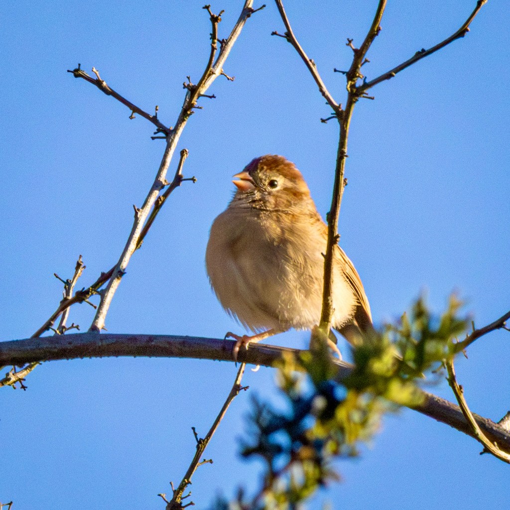 Beak open and head tilted, a field sparrow perches on a tree branch.