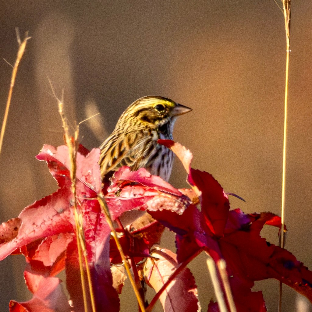 A savannah sparrow sits atop a cluster of red leaves in a tree with slender tan branches.