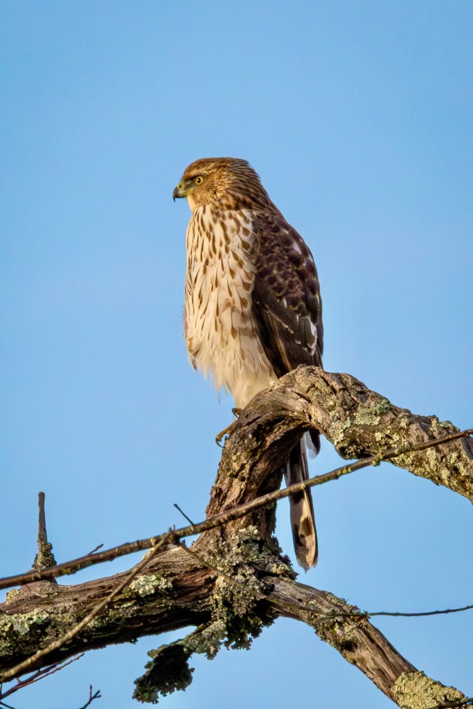 A Cooper's hawk faces the sun while perched on a thick tree branch.