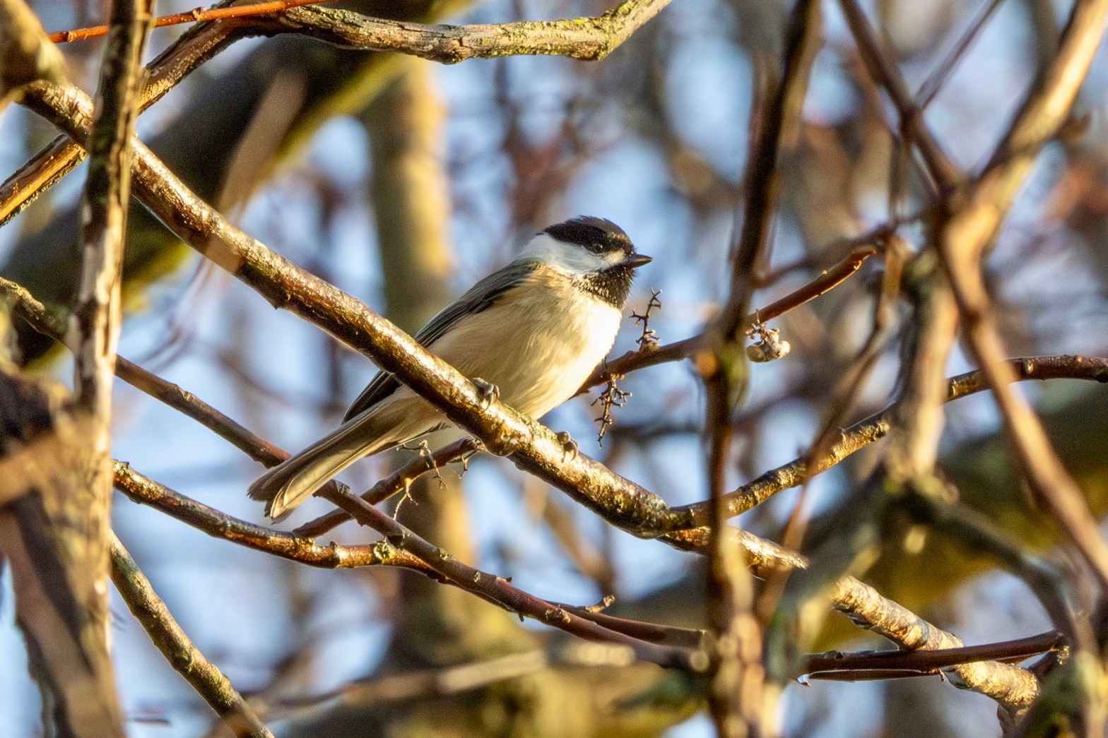 A black-capped chickadee perches on a tree branch.