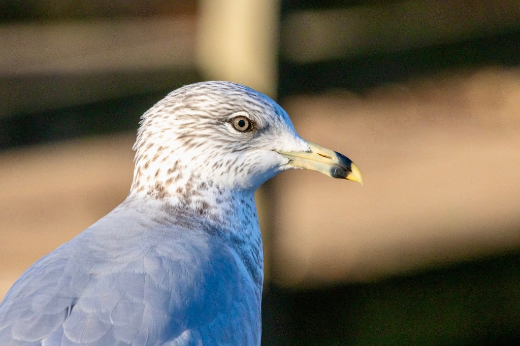 Head and shoulders of a ring-billed gull in profile, with an olive green eye and a black ring near the tip of its yellow beak.