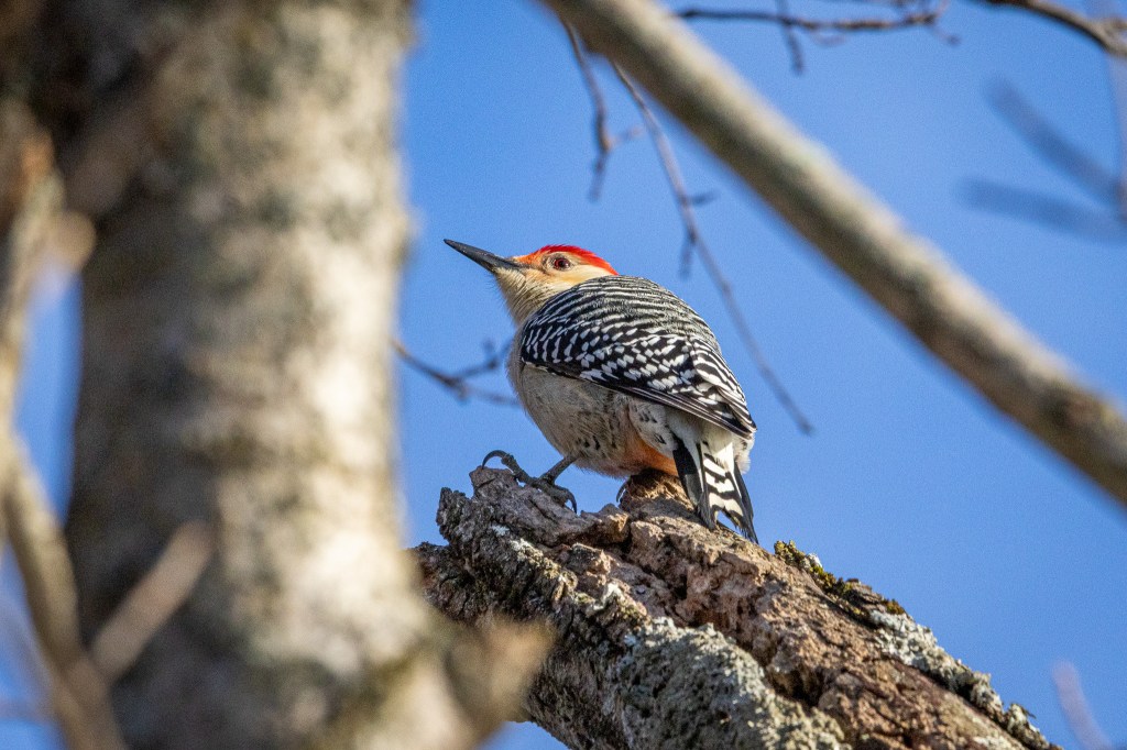A red-bellied woodpecker looks up to the sky while standing on a thick, jagged tree branch. 